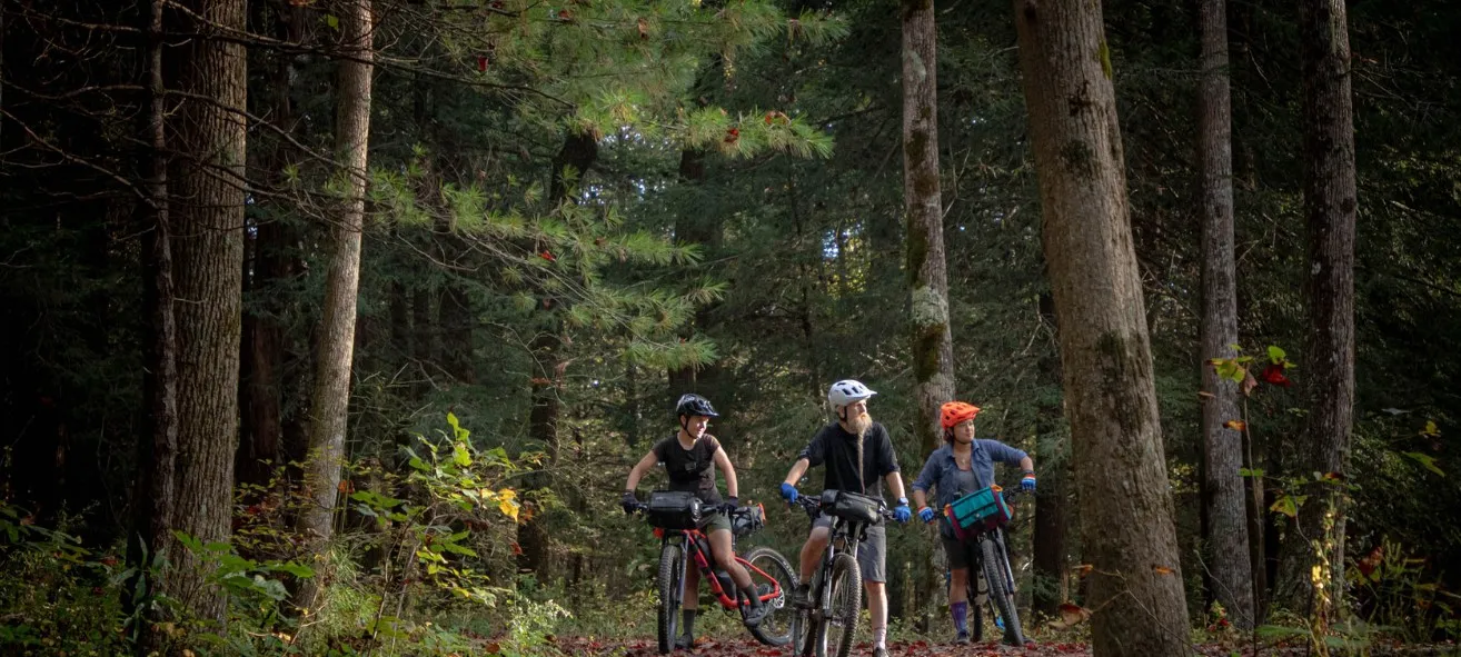 Three riders with loaded bikes stopped on a forest road among tall pines.
